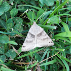 Linden Looper Moth