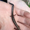 Yellow belly water skink