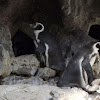 African Penguin/Jackass Penguin