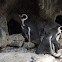 African Penguin/Jackass Penguin