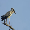 Asian Open billed stork