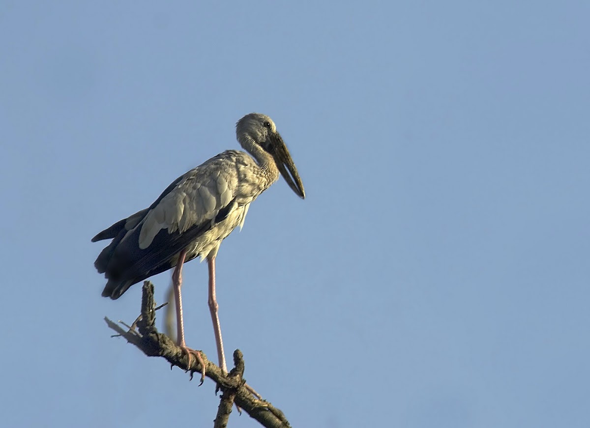 Asian Open billed stork