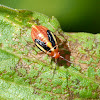 Four-lined plant bug (nymph)