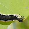 Catalpa sphinx moth caterpillar