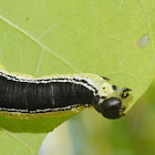 Catalpa sphinx moth caterpillar