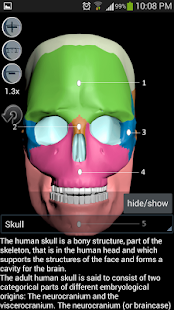 Anatomy Bones and Muscles - screenshot thumbnail