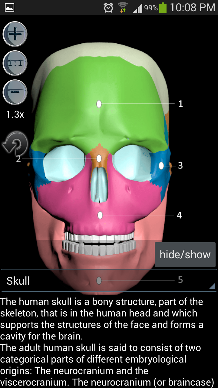 Anatomy Bones and Muscles Screen 2