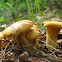 Chanterelle