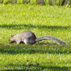 Grey Squirrel