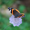 The Red Admiral