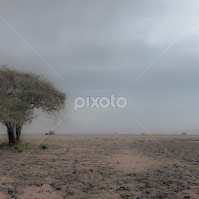 loneliness by Agus Prasetya - Landscapes Prairies, Meadows & Fields