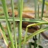 Lesser Swamp Warbler