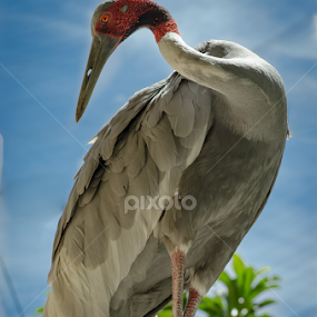 Heavenly Crane by Jose Gort - Animals Birds