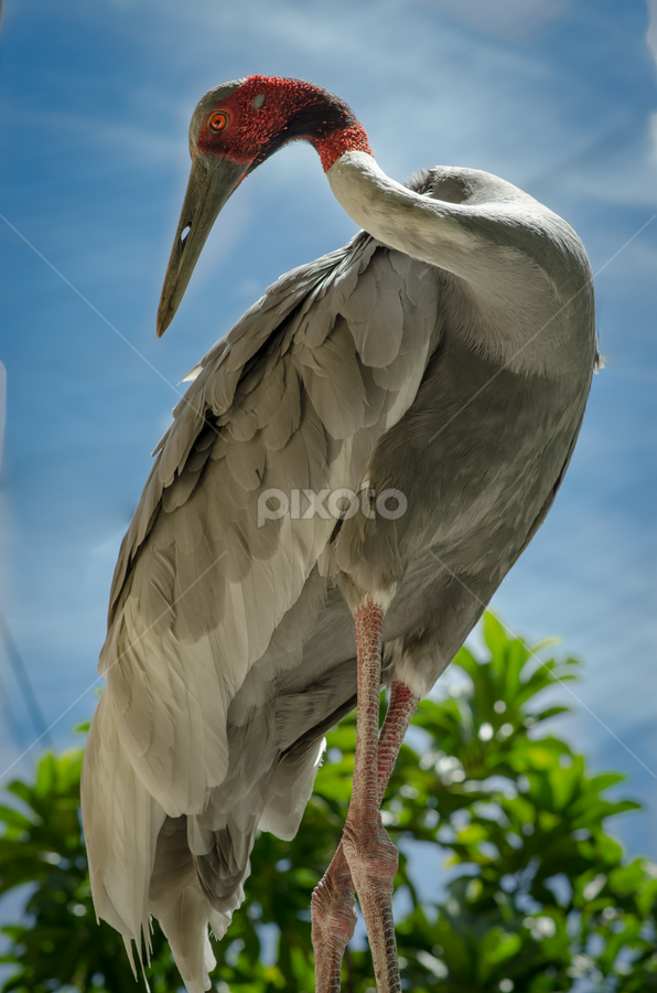 Heavenly Crane by Jose Gort - Animals Birds