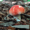 Red Russula Mushroom