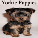 Yorkie Puppies logo