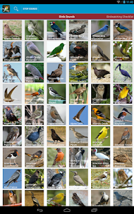 World Birds Sounds Complete(圖9)-速報App