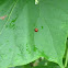 Multicolored Asian Ladybug