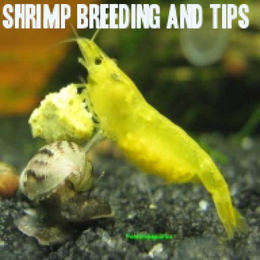 Shrimp Breeding and Tips