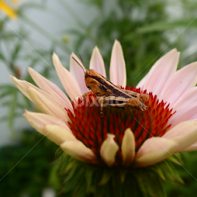 Knight Overwatch by Donald Henninger - Novices Only Wildlife