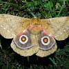 'Conrads' Emperor Moth'