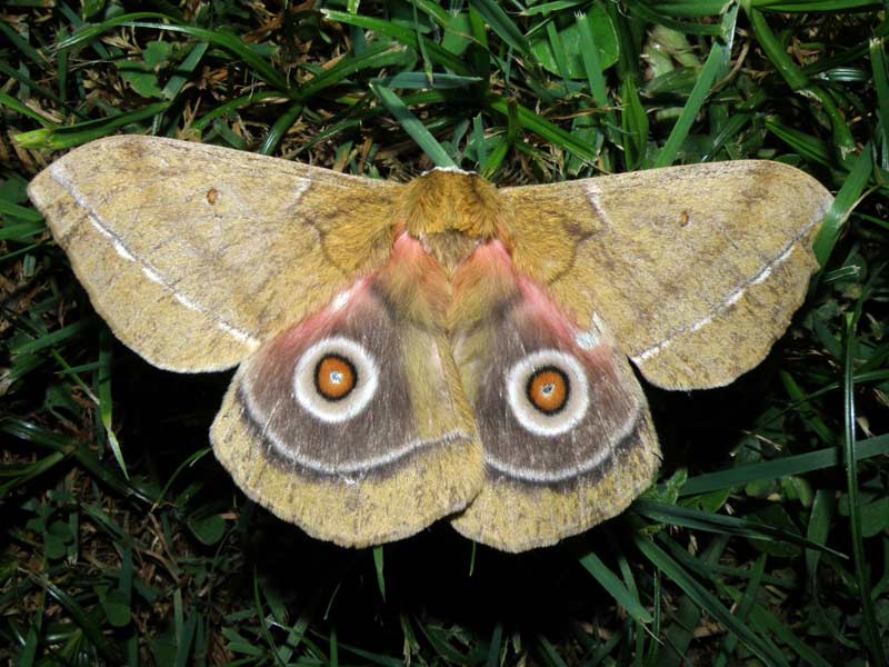 'Conrads' Emperor Moth'