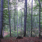 Beech (forest)