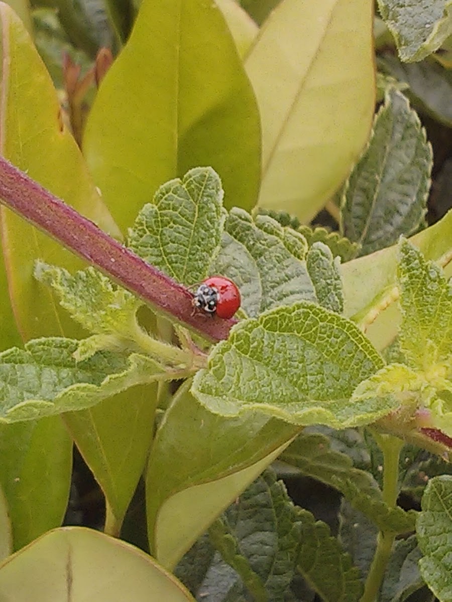 Ladybird or Ladybug