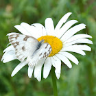 Checkered White (male) Butterfly