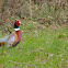 Common Pheasant