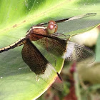 Pied Paddy Skimmer Dragonfly