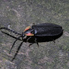 Black Firefly