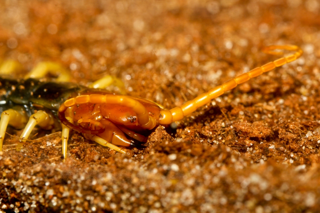Common Desert Centipede