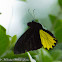 Common Birdwing Butterfly