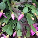 Christmas cactus