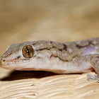 Gehyra dubia