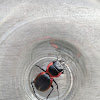 Large Ground Beetle (ด้วงดินขอบทองแดง)