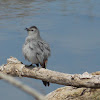 Grey Catbird