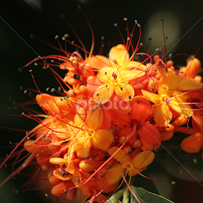 Unknown flower by তিত কুটি - Flowers Flower Gardens