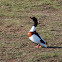 Common Shelduck