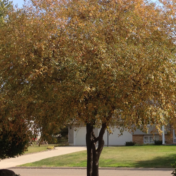 Apple tree | Project Noah