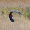 Purple Heron; Garza Imperial