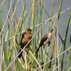 Boat-tailed Grackle (female and adolescent)