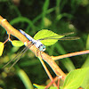 Eastern Pondhawk