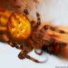 Four-spot orb-weaver