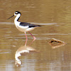 Black-necked Stilt