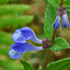 Marsh Skullcap