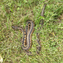 Chicago Garter Snake