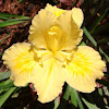 iris amarilla