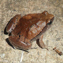 Red Narrow-mouthed frog